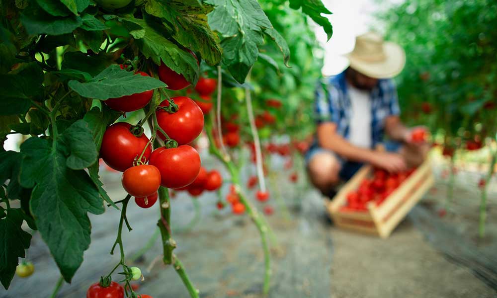 agriculture